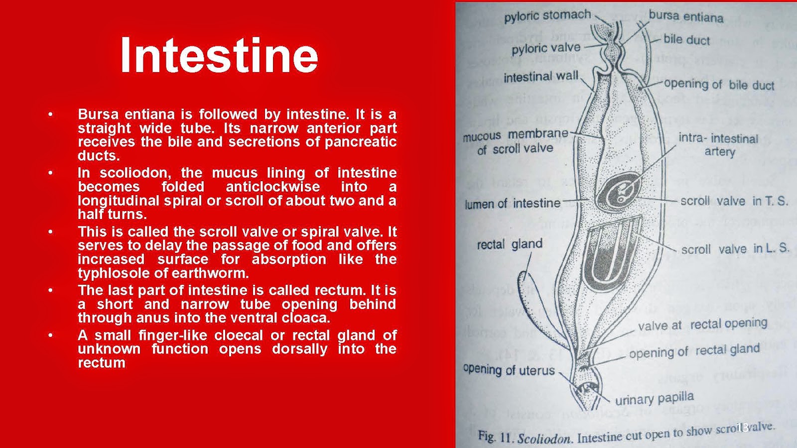 Shelford Tutorials: Digestive System of Scoliodon