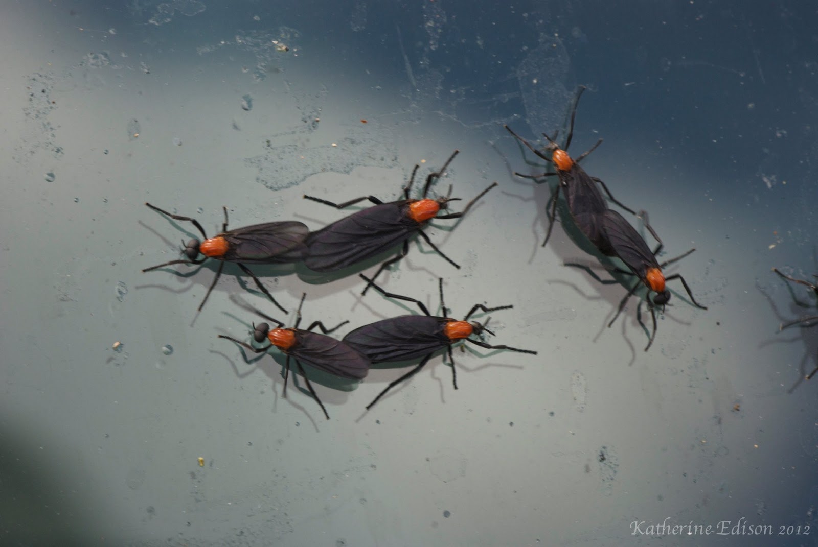 Earth Teach Me: Love Bugs