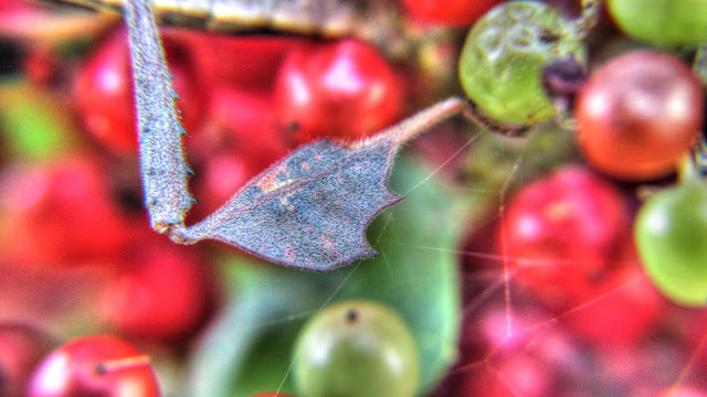 Leaf-Footed Bug - Amazing Insect Camouflage