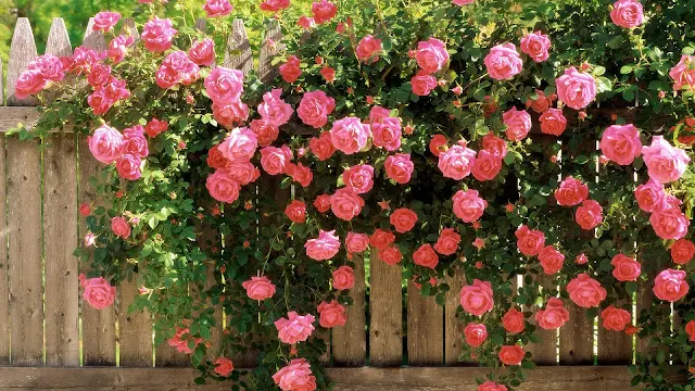 Grote struik roze rozen hangen over schutting