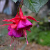 The fuschias are still with me in December