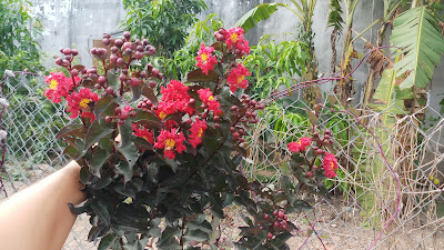 Cây tường vi đỏ huyết long trồng đất ra hoa đầu tháng 05