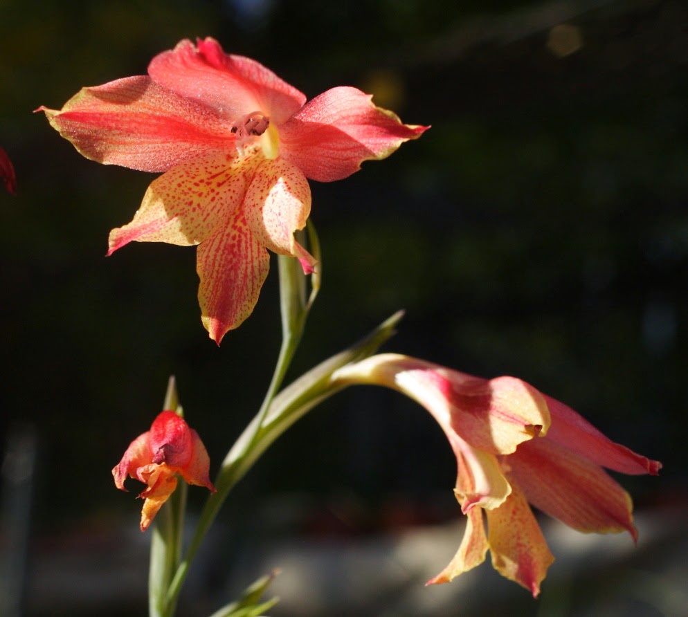 Growing Cool Plants Gladiolus MM 1034