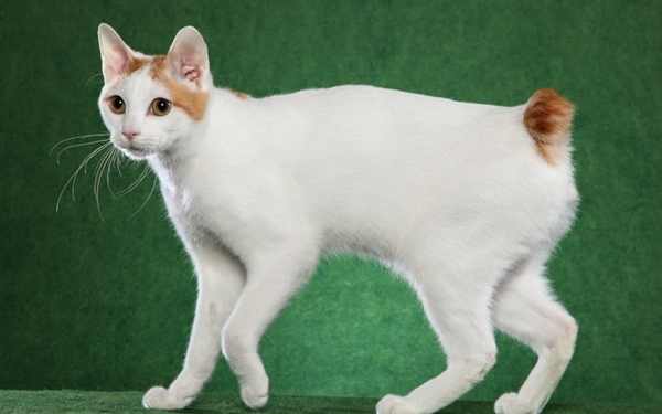 gato-bobtail-raza-caracteristicas