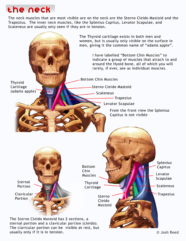 Diagram Of Bones In Neck And Shoulder : Skeletal System Review!