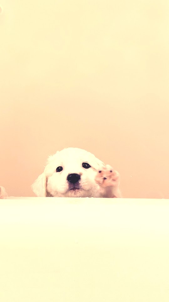 White Puppy Help Me  Android Best Wallpaper