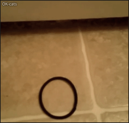 Playful Cat GIF • Possessive cat: this is MY elastic hair band. Gimme, DO WANT! Playful Cat GIF • Possessive cat: this is MY elastic hair band. Gimme, DO WANT!