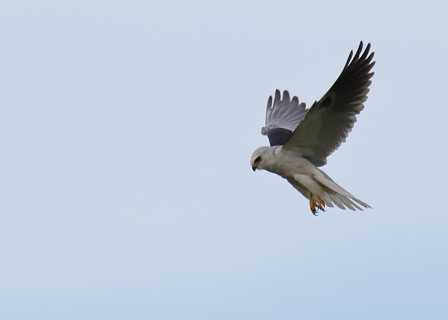 Hovering Whitetailed Kite on Sunset Avenue Greg in San Diego