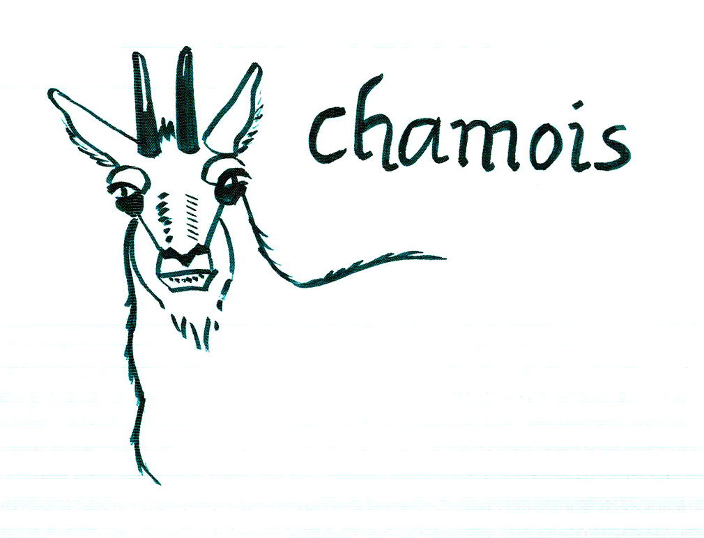 365 animals day onehundredandseven chamois