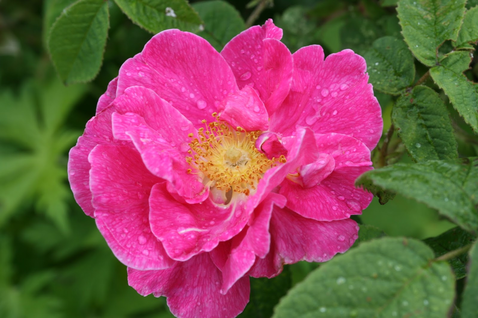 rosa