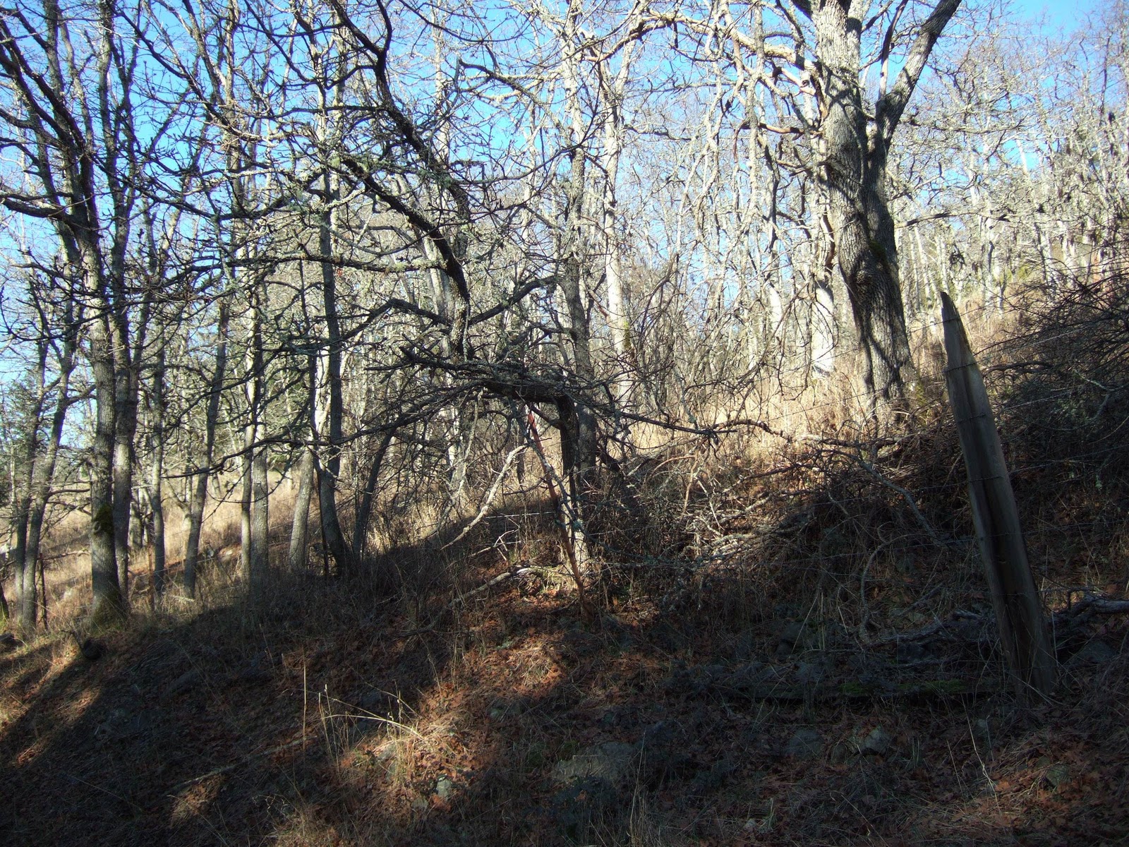 shop Martin Van Buren