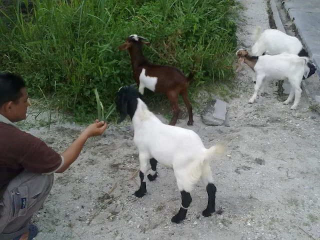 ANAK2 KAMBING BARU LAHIR...