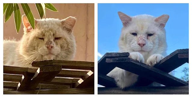 Can you detect a faint smile on this rehabilitated feral cat?