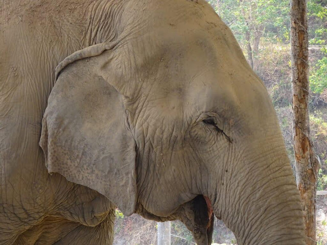 Elephant Jungle Sanctuary - Chiang Mai