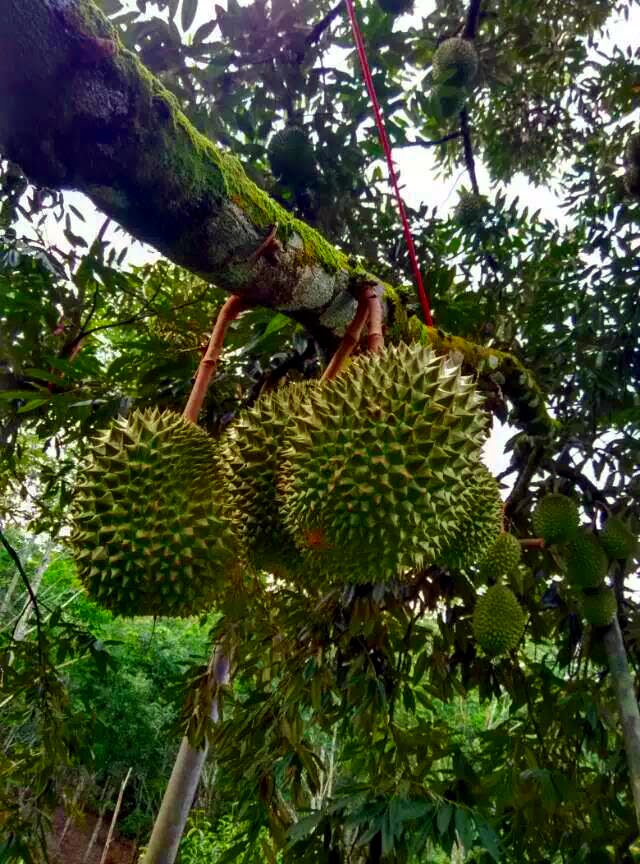 Raub Durians Raub Durian Musang King @ October 2016