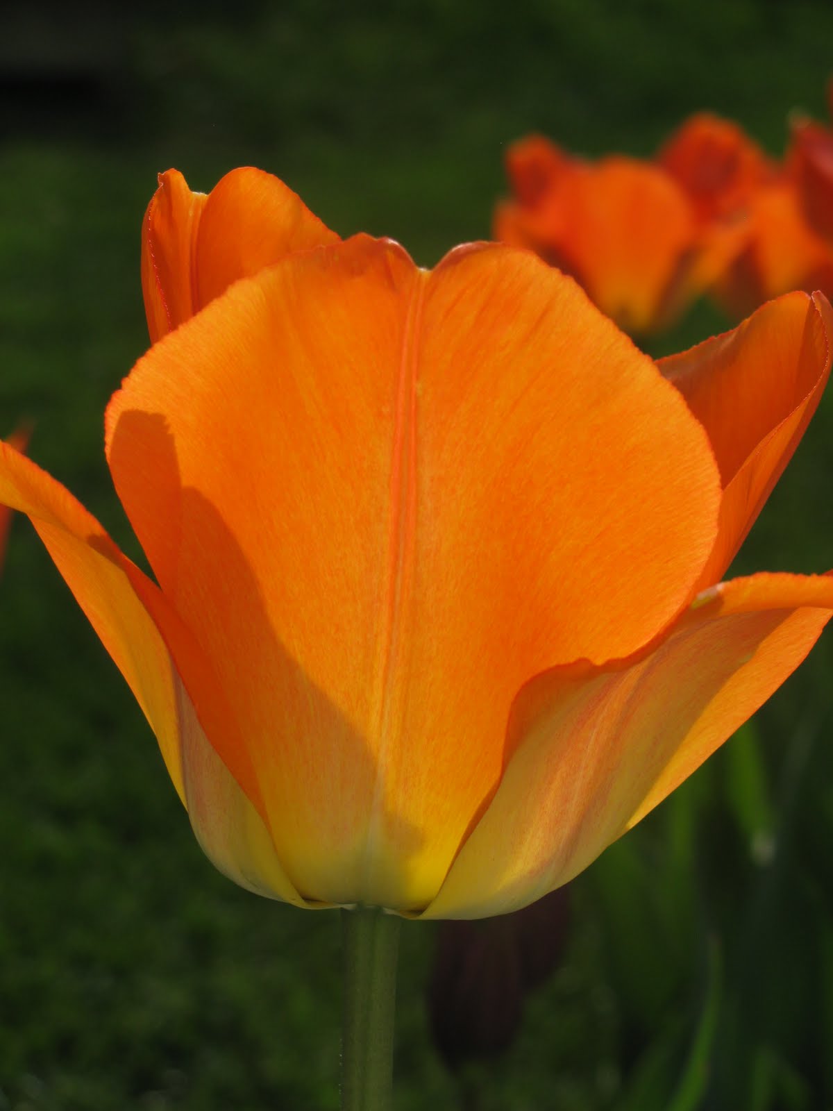 Gardeningbren in Nova Scotia Tulip Joy
