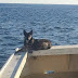 German shepherd is found alive five weeks after it was lost in the Pacific Ocean