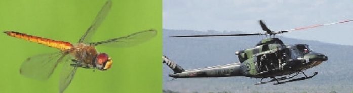 7 Hewan Dan Burung Yang Menginspirasi Pembuatan Pesawat Terbang