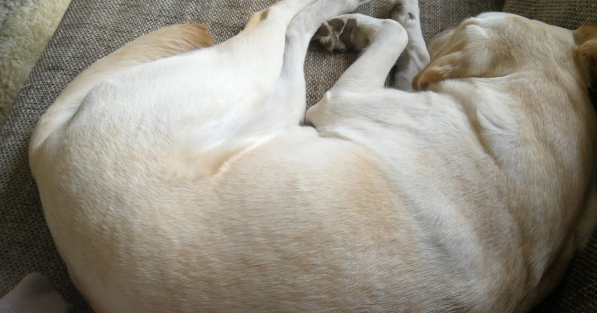 Labradore vom Isarstrand unser Tagebuch