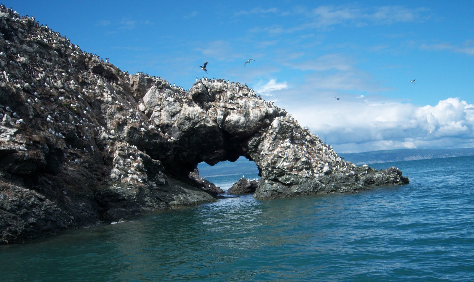 Life in Alaska — A View From Homer Halibut Cove