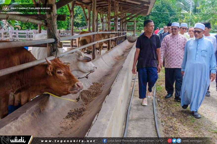 Lembu sado terengganu