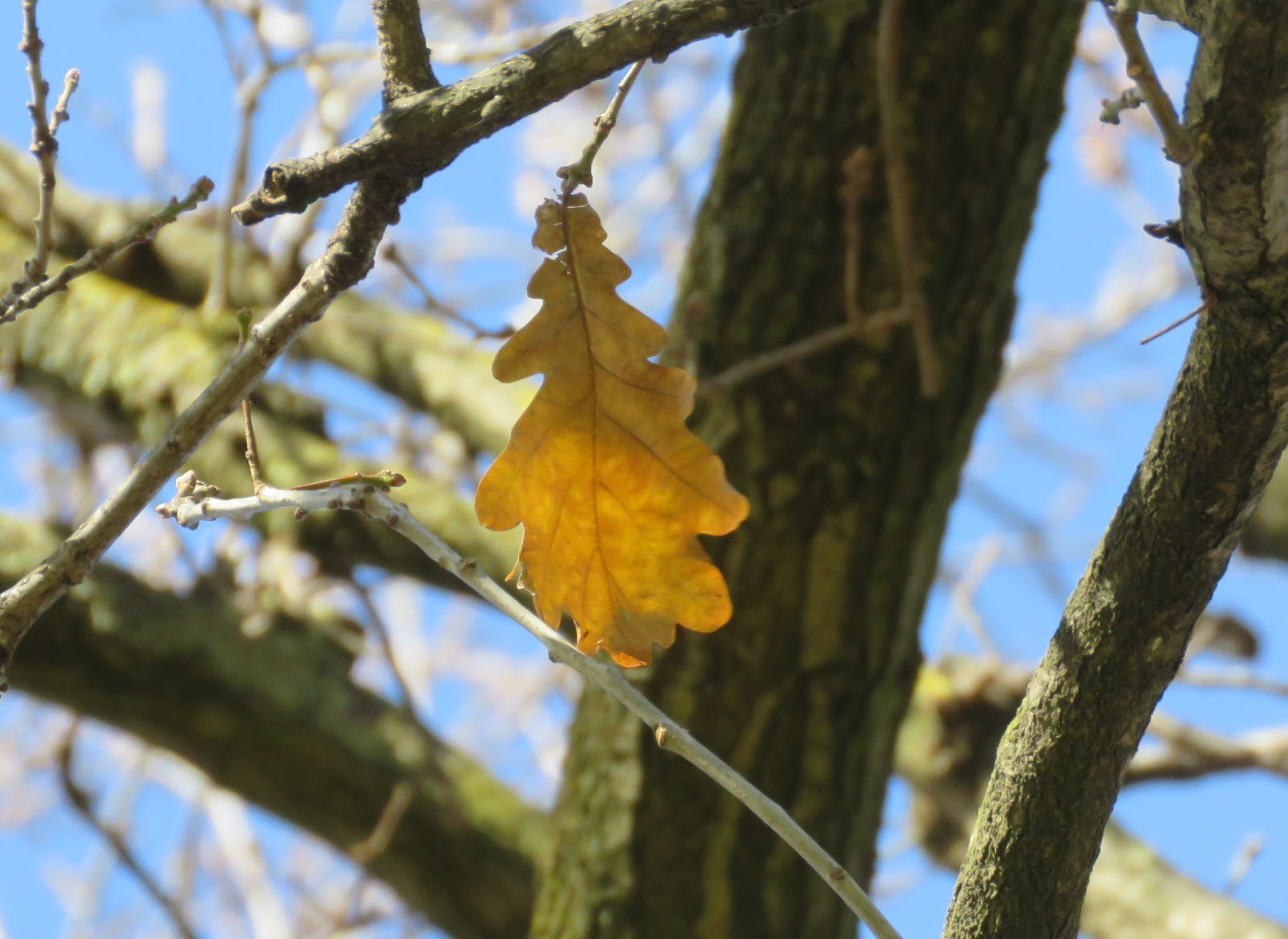 Evergreen deciduous oaks a mixed bag