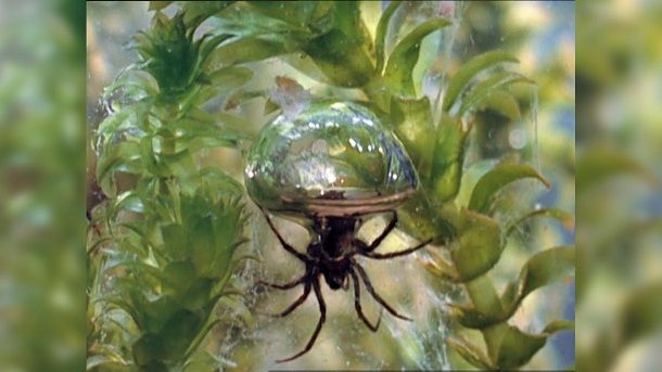 diving bell spider in hindi diving bell spider in hindi