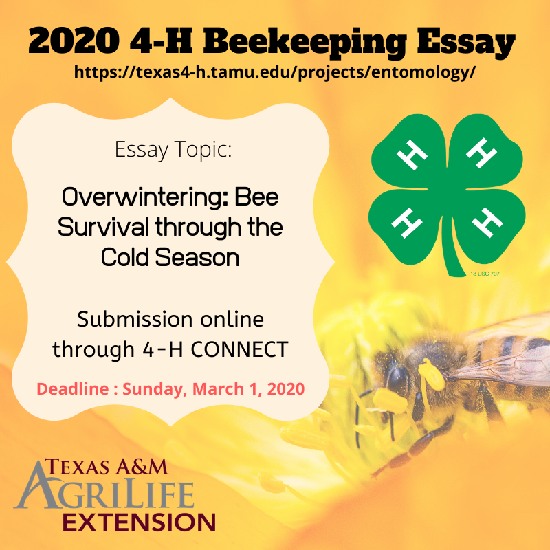 Conclusion about bees picture