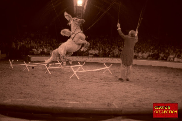 Un cheval cambré saute par dessus des obstacle dans le manège du cirque Knie