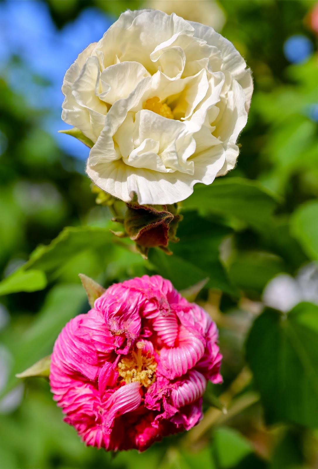 Sweet Southern Days Another Confederate Rose
