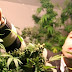 LEGALIZADA: Uruguai inicia nesta terça registro em farmácias para compradores de maconha