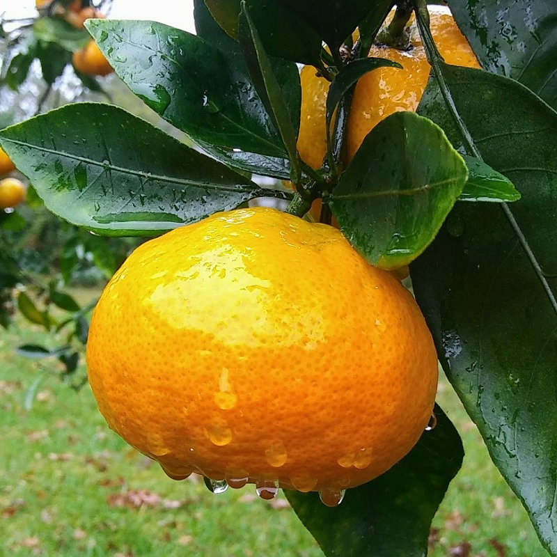 Late Harvest of Satsuma Orange in the Yard Food Variety 7 Tanza