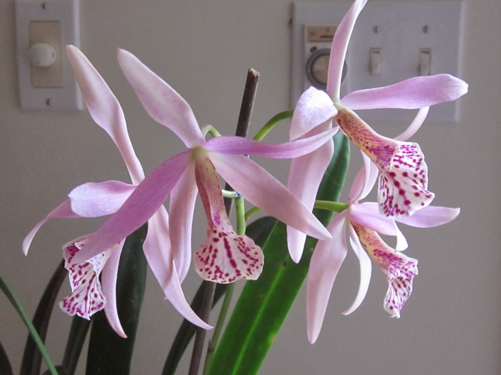 Orchids and Ikebana Orchids Bloom in October
