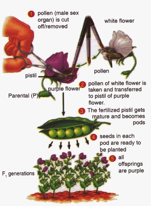 InfoScience Hybridization in Biology