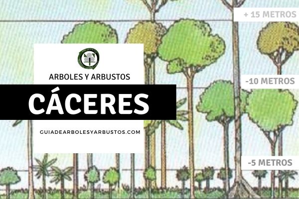 Arboles y arbustos en Cáceres, España