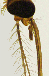 :::JAAN's Science Class:::: Insects - External morphology