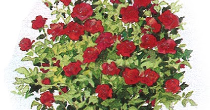 Guide des variétés de rosiers buisson