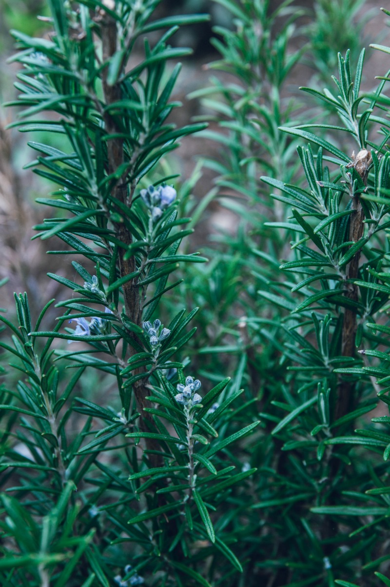 Simple and savory sweet rosemary syrup with touch of vanilla will add a new hint to your beverages, youghurt or pancakes.