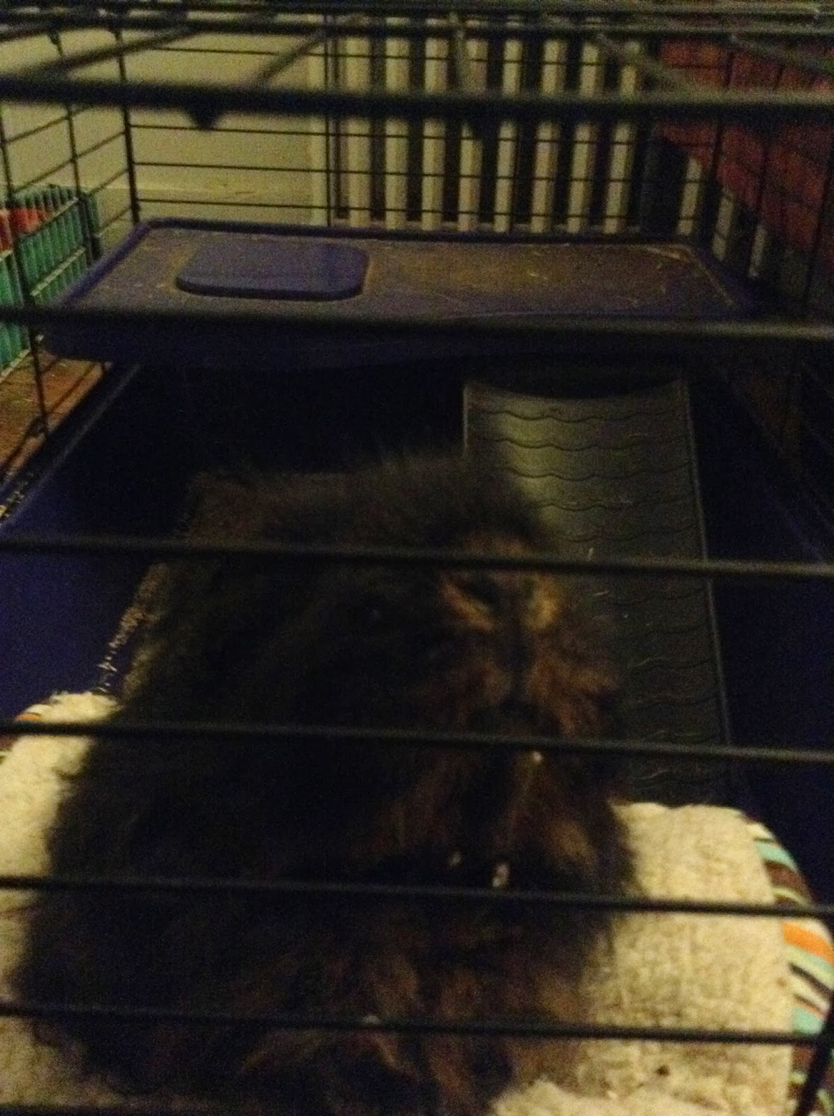 Cavy Savvy A Guinea Pig Blog Product Review Kaytee Soft Granule