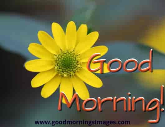 Good Morning Cute Good Morning Cute