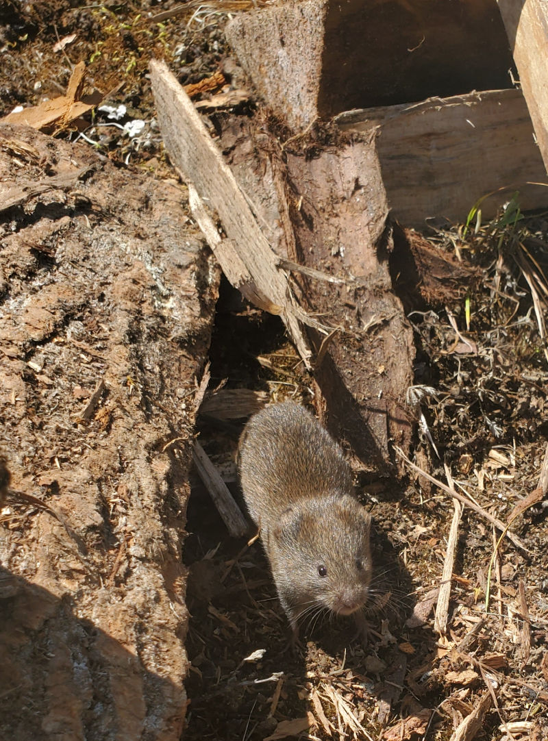 Rodent Control in and Around Backyard Chicken Coops - Pests in the