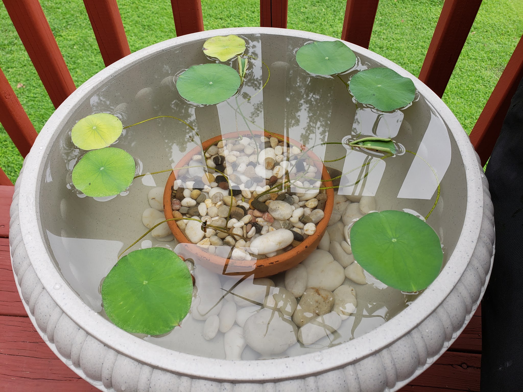 Kristy's Corner Lotus in Planter