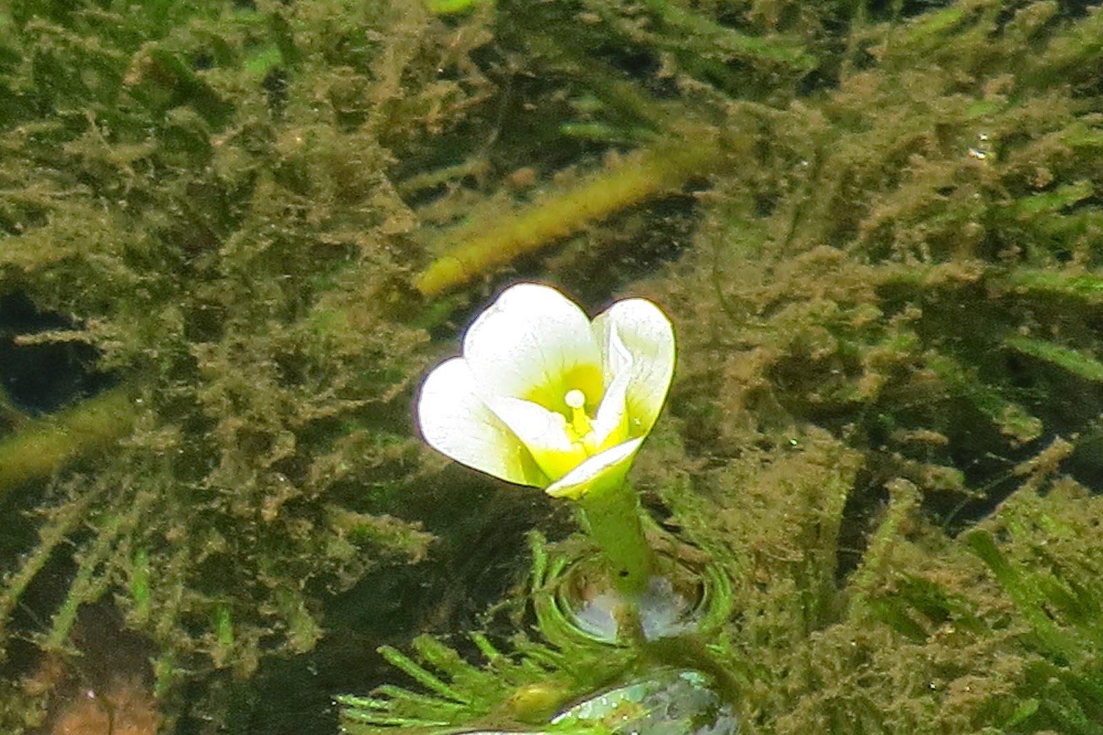 宮代ｎｏｗ きょうの1枚 ハゴロモモの花