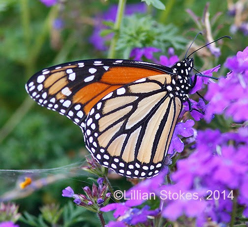 Monarch in trouble Monarch in trouble