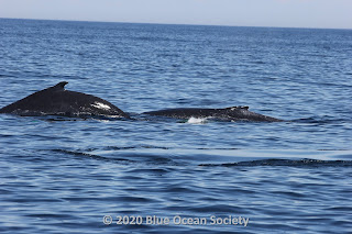 Humpback whale mom and calf