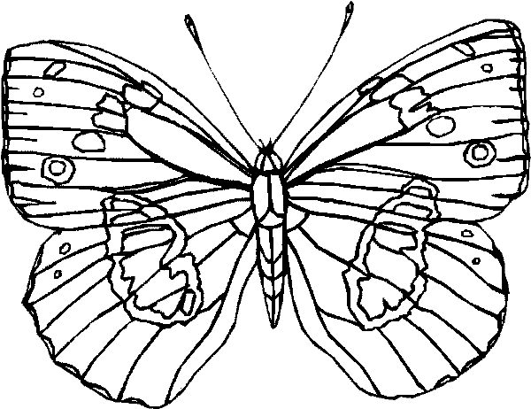 label butterfly coloring pages - photo #49