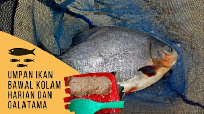 umpan ikan bawal galatama