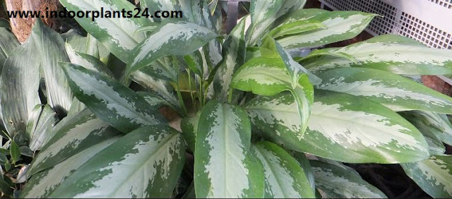 Agave americana, Century Plant, Blue Agave, American Aloe, Maguey Agave americana, Century Plant, Blue Agave, American Aloe, Maguey