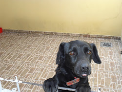 Apolo.. meu cãozinho...amooo muito!!!