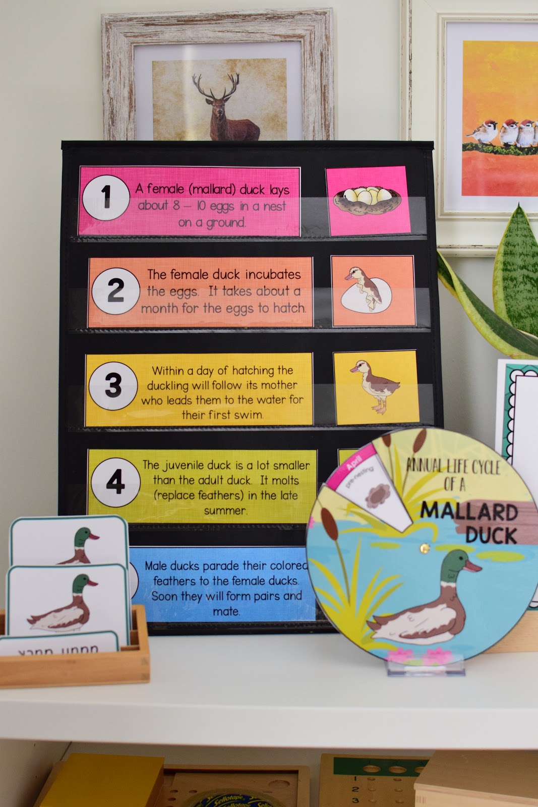 Spring Animal Life Cycles The Pinay Homeschooler